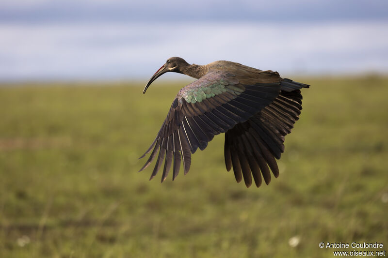 Ibis hagedashadulte, Vol