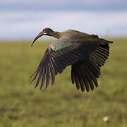 Hadada Ibis