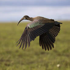 Ibis hagedash