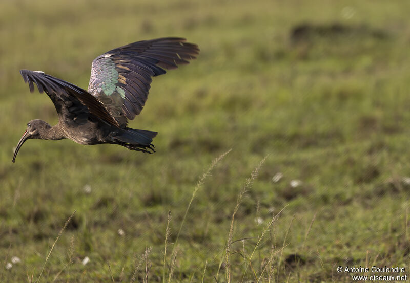 Ibis hagedashadulte, Vol