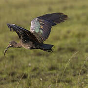 Hadada Ibis