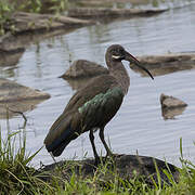 Hadada Ibis