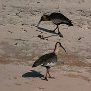 Buff-necked Ibis