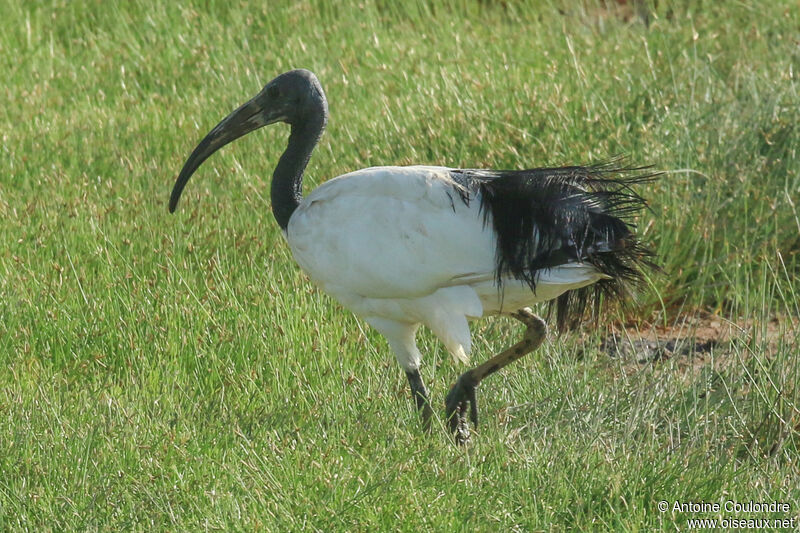 African Sacred Ibisadult