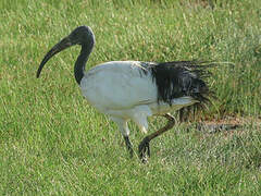 African Sacred Ibis