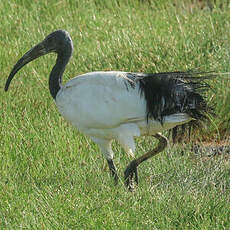 Ibis sacré