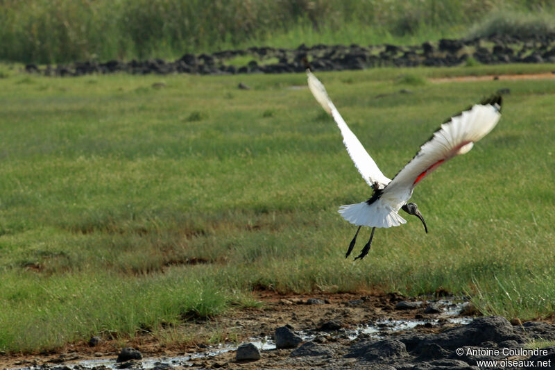 Ibis sacréadulte, Vol