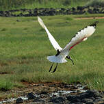 Ibis sacré