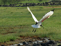 African Sacred Ibis