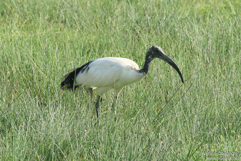 Ibis sacréimmature