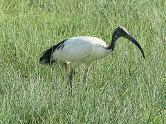 African Sacred Ibis