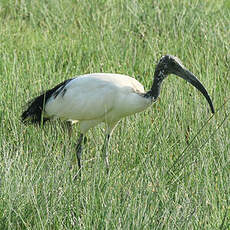 Ibis sacré