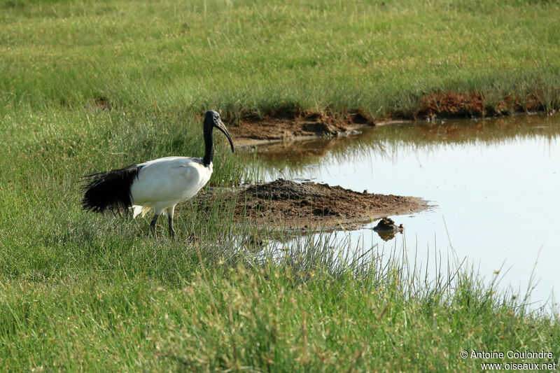 Ibis sacréadulte