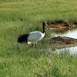 Ibis sacré