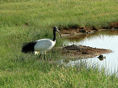 African Sacred Ibis