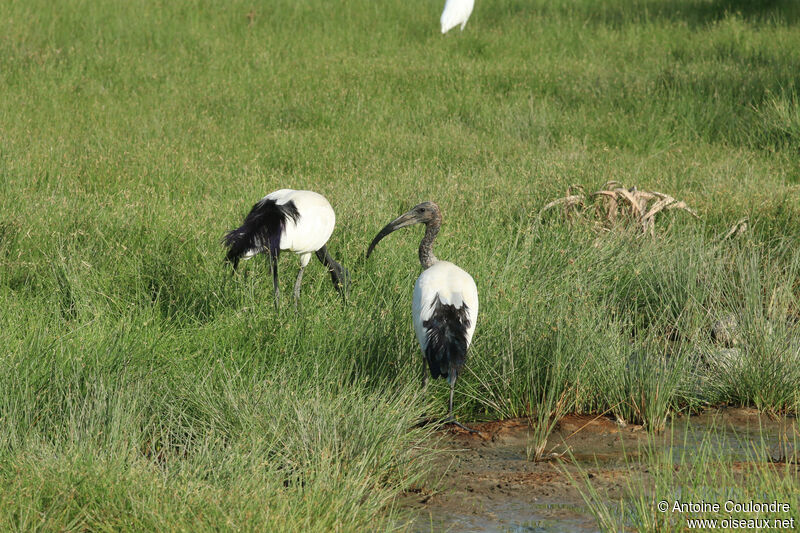 African Sacred Ibis