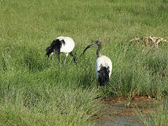 African Sacred Ibis