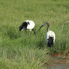 Ibis sacré