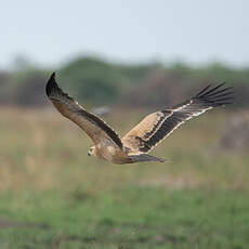 Aigle ravisseur