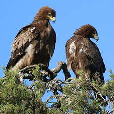 Aigle ravisseur