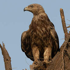 Aigle ravisseur