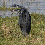 Aigrette ardoisée