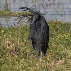 Aigrette ardoisée