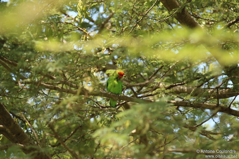 Red-headed Lovebirdadult