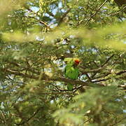 Red-headed Lovebird