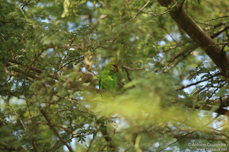 Red-headed Lovebirdadult