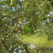 Red-headed Lovebird