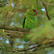 Red-headed Lovebird