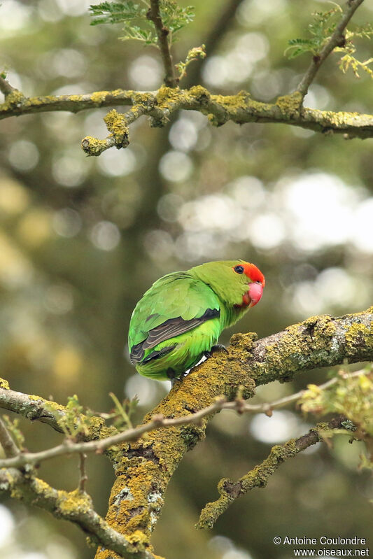 Red-headed Lovebirdadult