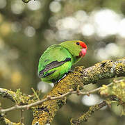 Red-headed Lovebird