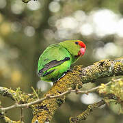 Black-winged Lovebird