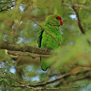 Black-winged Lovebird