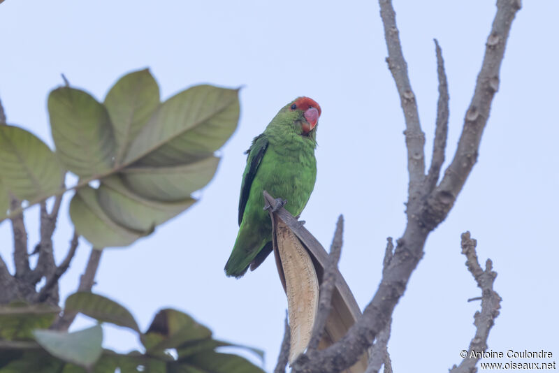 Black-winged Lovebird male adult