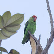 Black-winged Lovebird