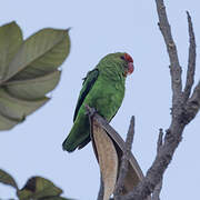 Black-winged Lovebird