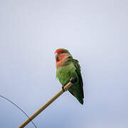 Rosy-faced Lovebird