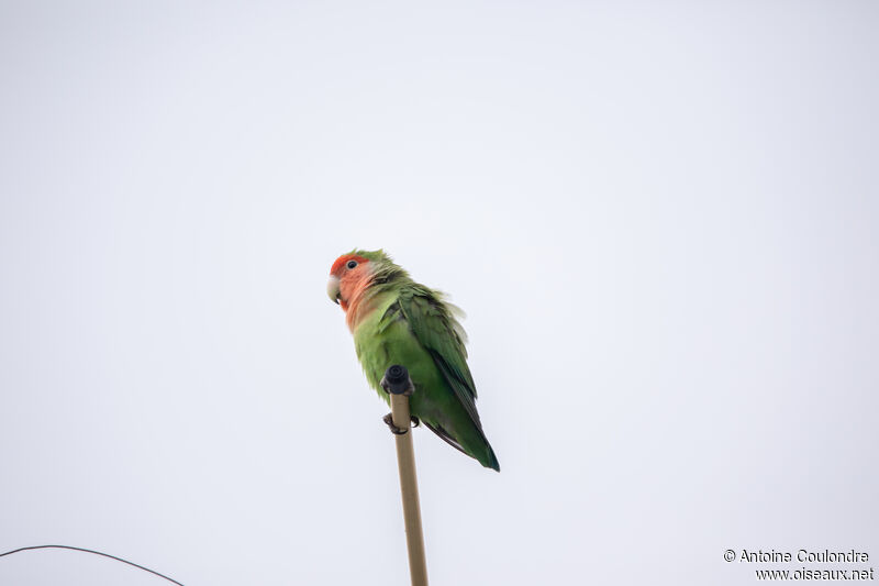 Rosy-faced Lovebirdadult