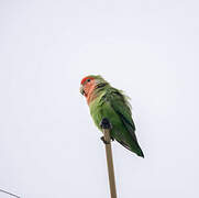 Rosy-faced Lovebird