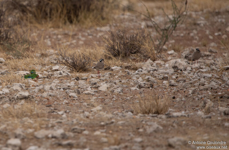 Rosy-faced Lovebird, habitat, eats