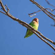 Rosy-faced Lovebird