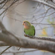 Rosy-faced Lovebird