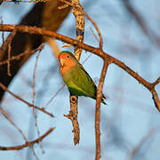 Rosy-faced Lovebird