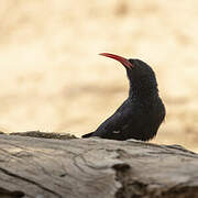 Abyssinian Scimitarbill