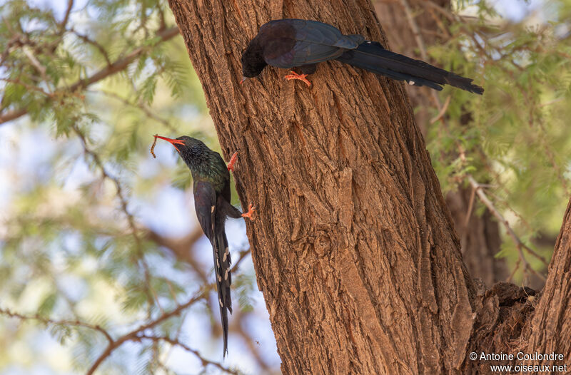 Abyssinian Scimitarbill, eats