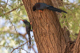 Abyssinian Scimitarbill