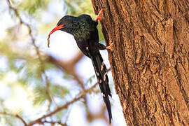 Abyssinian Scimitarbill